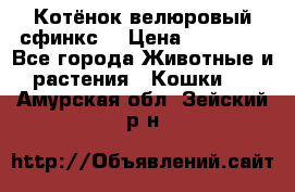 Котёнок велюровый сфинкс. › Цена ­ 15 000 - Все города Животные и растения » Кошки   . Амурская обл.,Зейский р-н